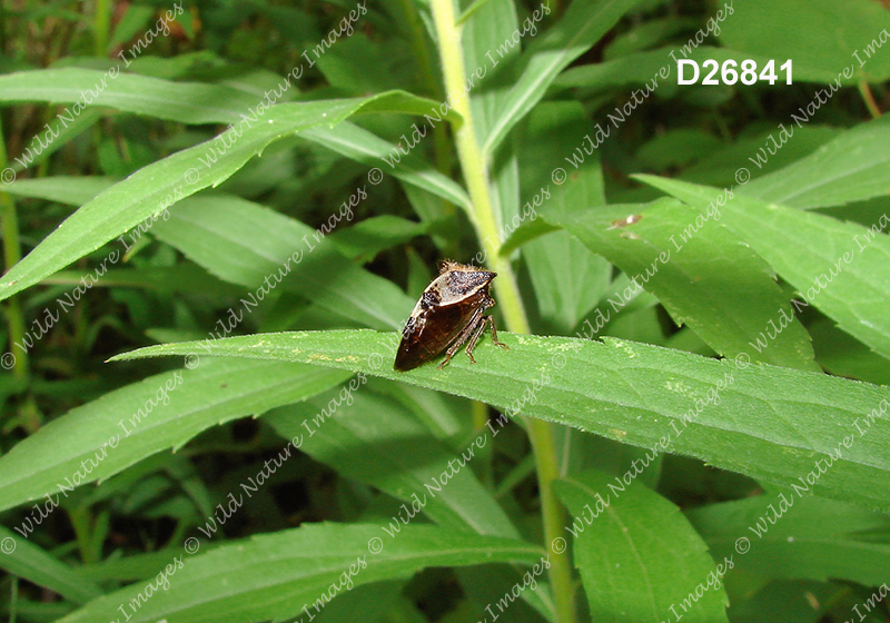 Two-horned Treehopper (Stictocephala diceros)